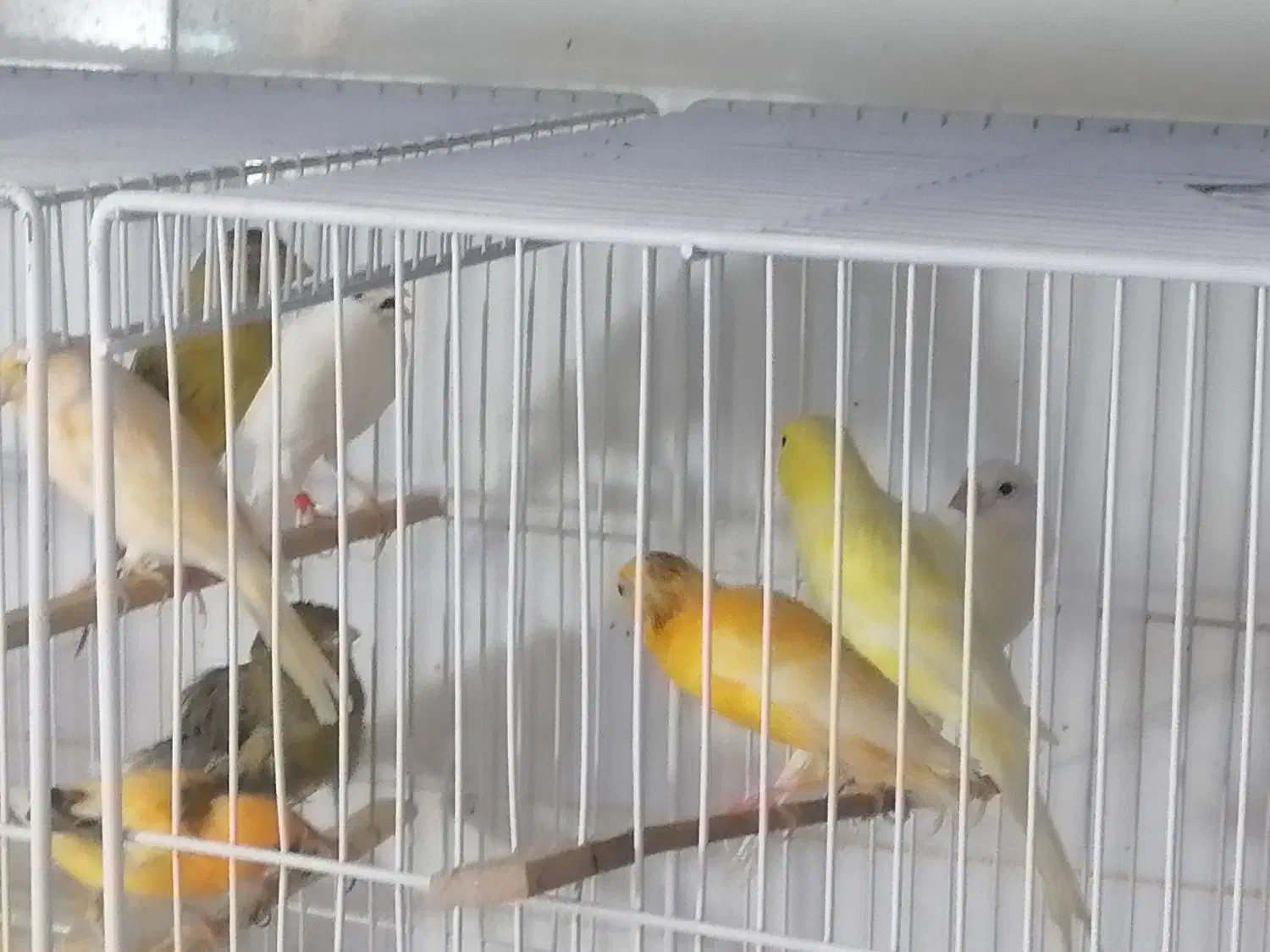 قناری|پرنده|بیرجند, |دیوار