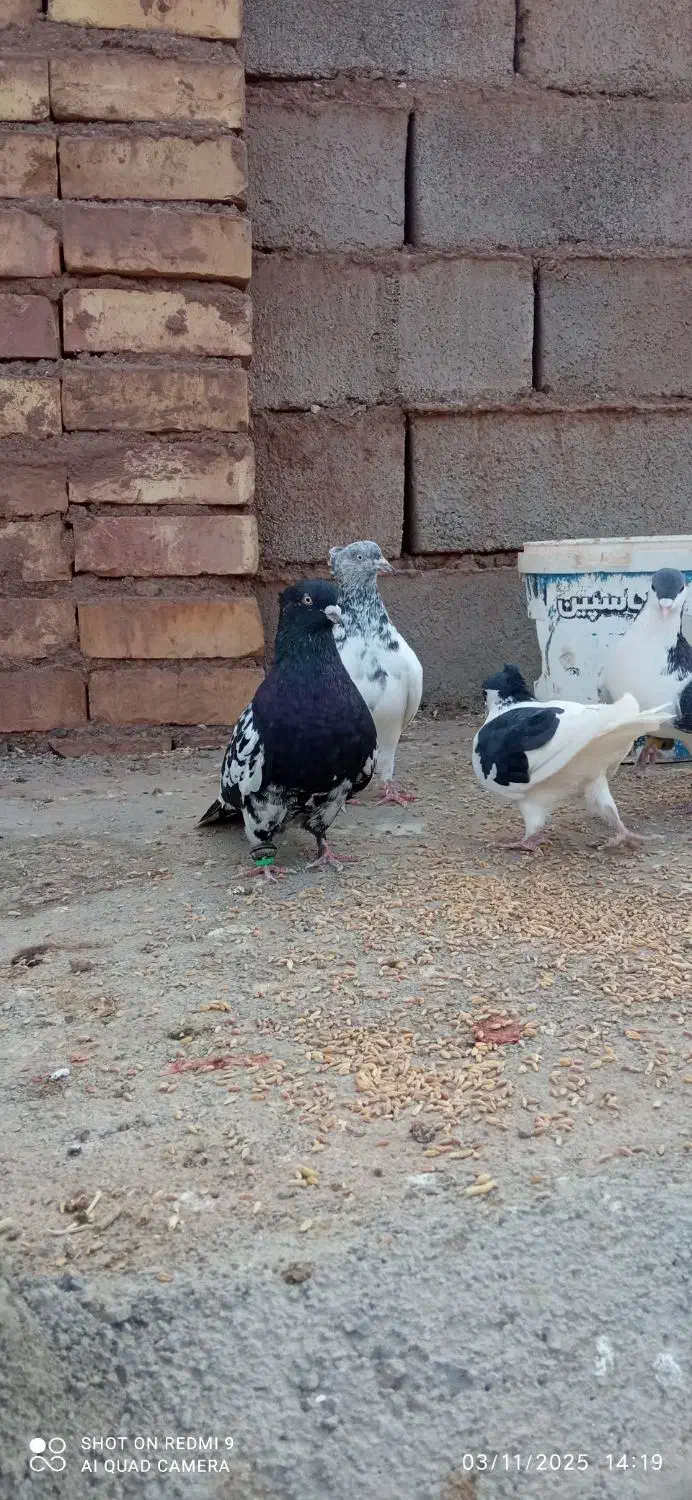 8عدد کبوتر سرحال|پرنده|شامکان, |دیوار
