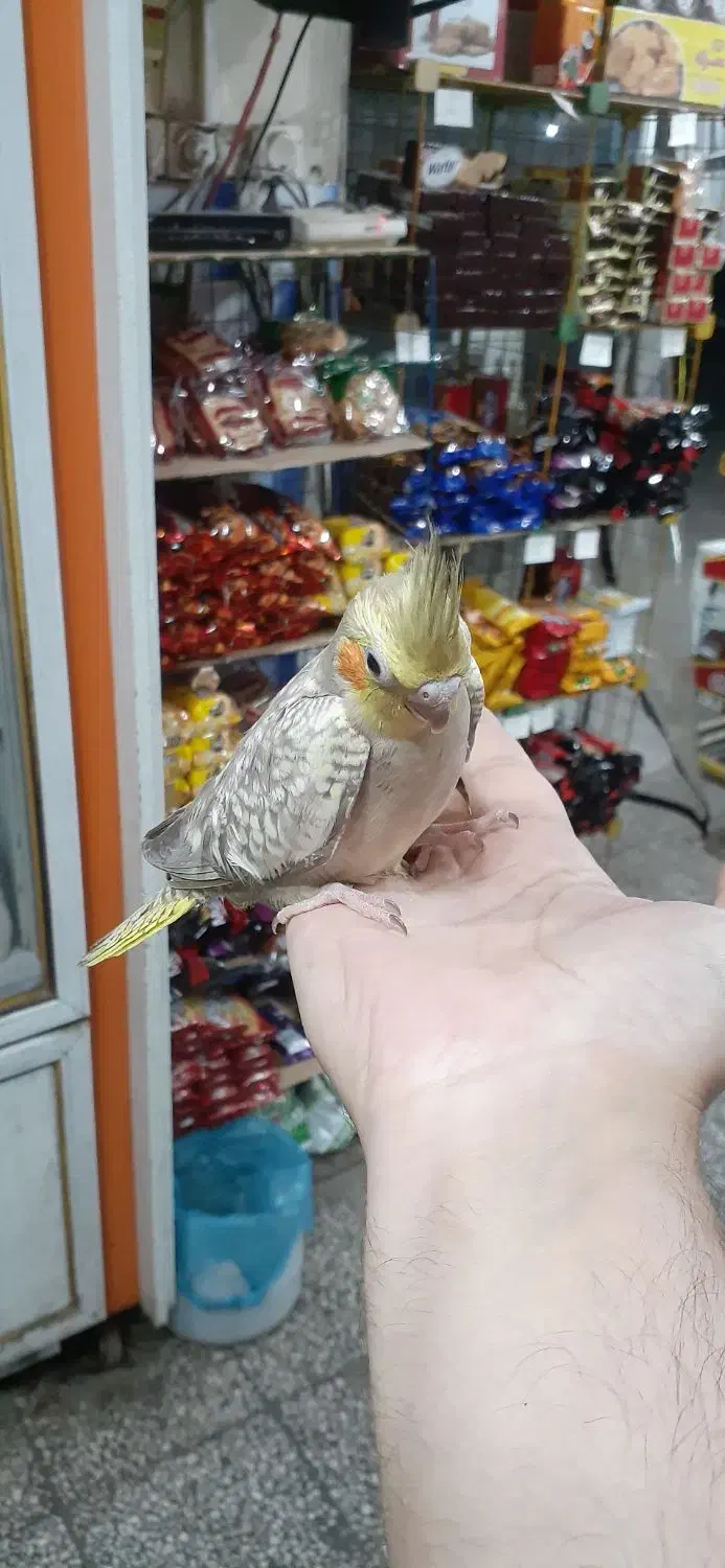 عروس هلندی|پرنده|رودسر, |دیوار