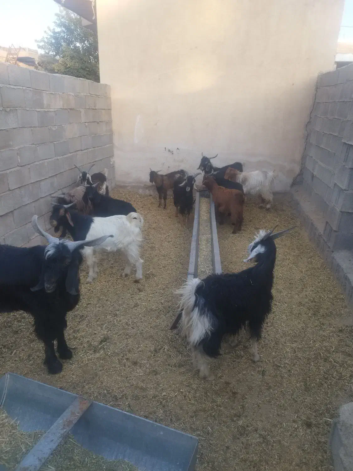 12عدد کهره نر فروش کیلویی 300|حیوانات مزرعه|سیمکان, |دیوار