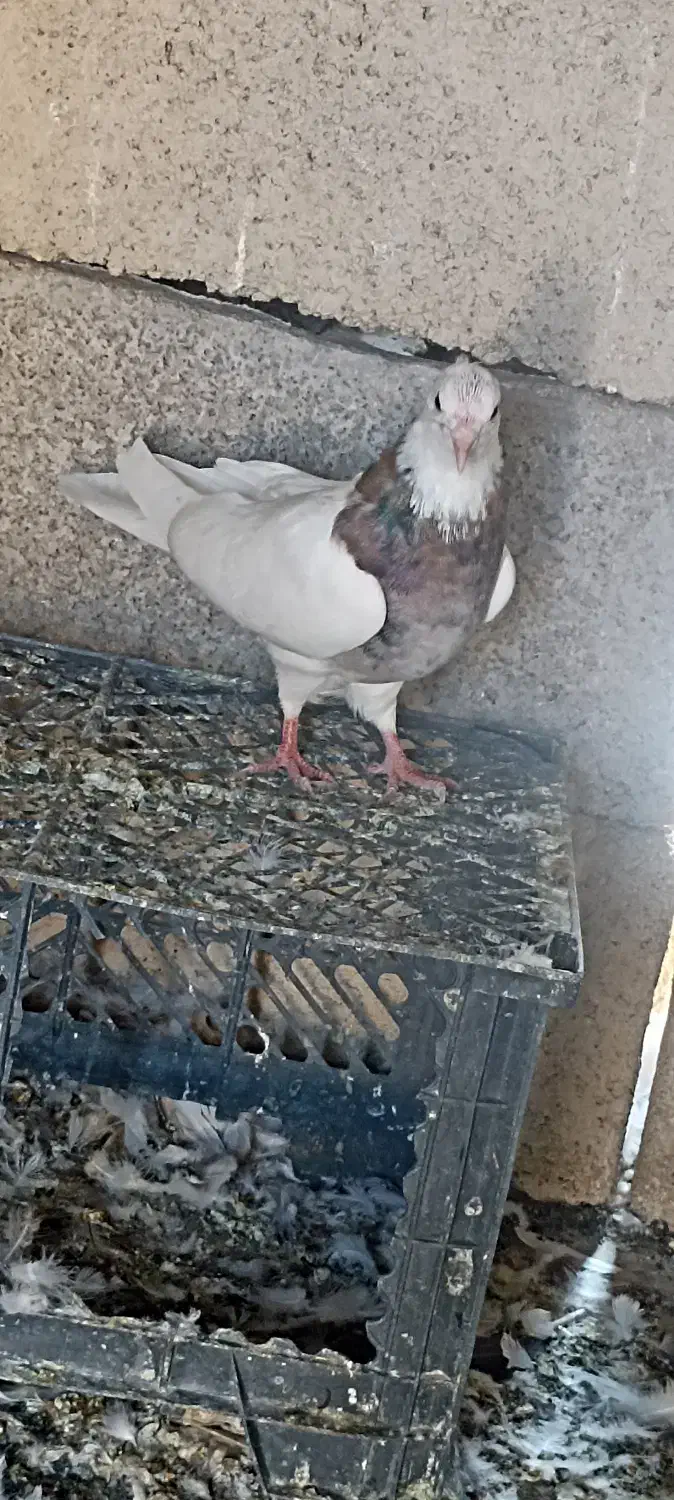 طوقی|پرنده|مسجد سلیمان, |دیوار