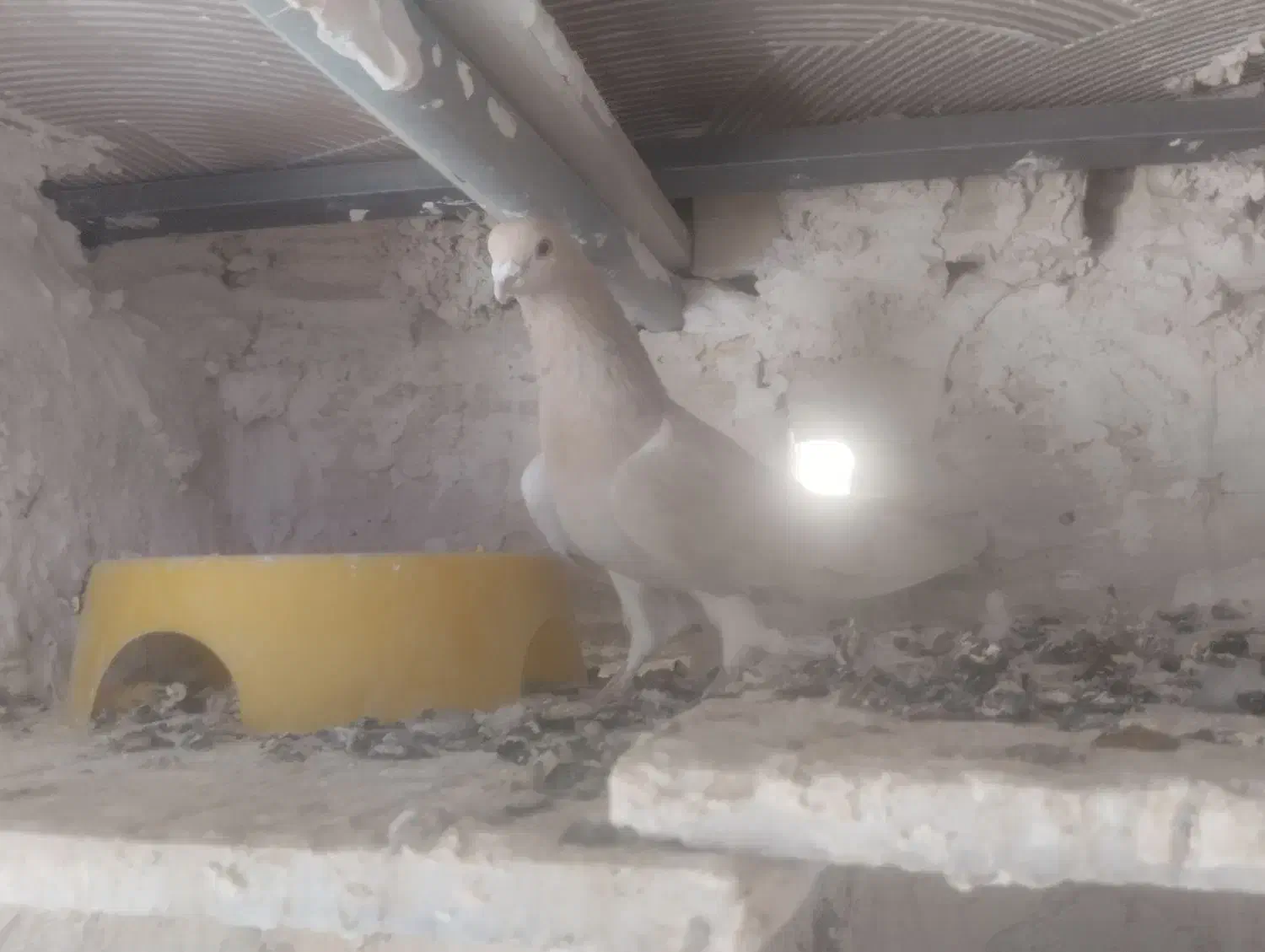 سه عدد کبوتر جوان|پرنده|سنندج, |دیوار