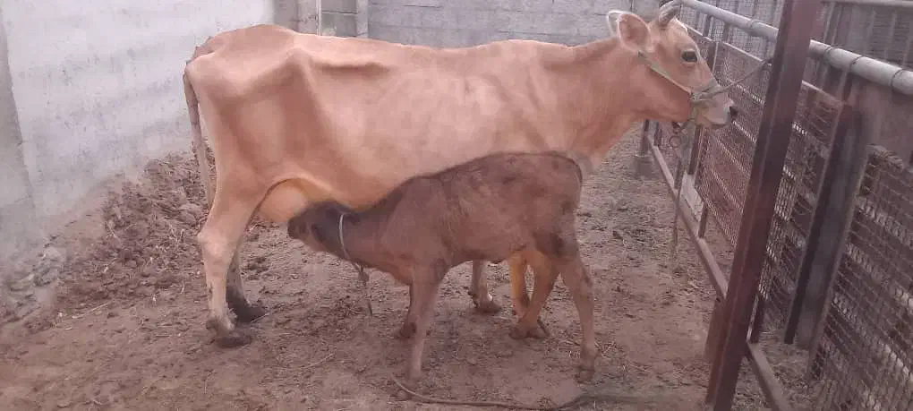 گاو شیری|حیوانات مزرعه|میناب, |دیوار