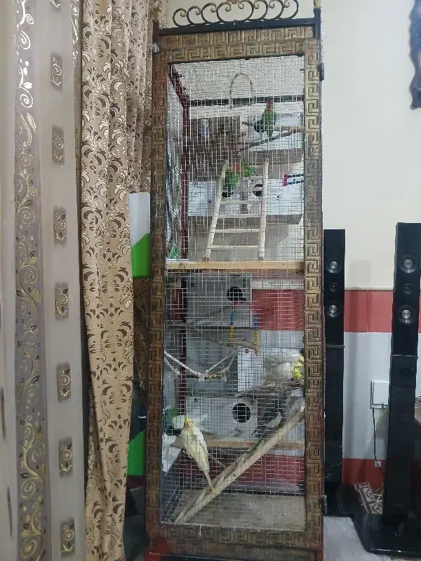 قفس با عروس هلندی وکوتوله|پرنده|قنوات, |دیوار