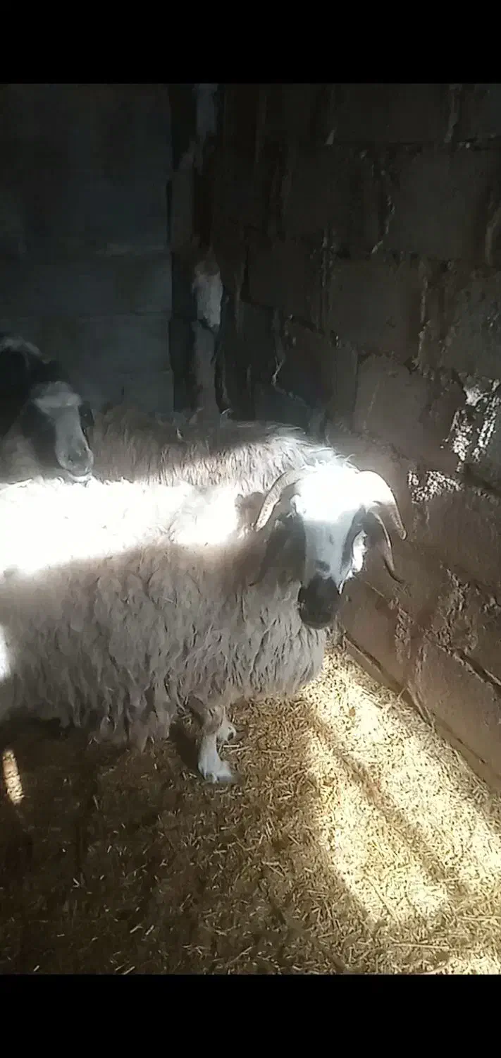 ۹ عدد میش درشت ابستن|حیوانات مزرعه|یزد, |دیوار