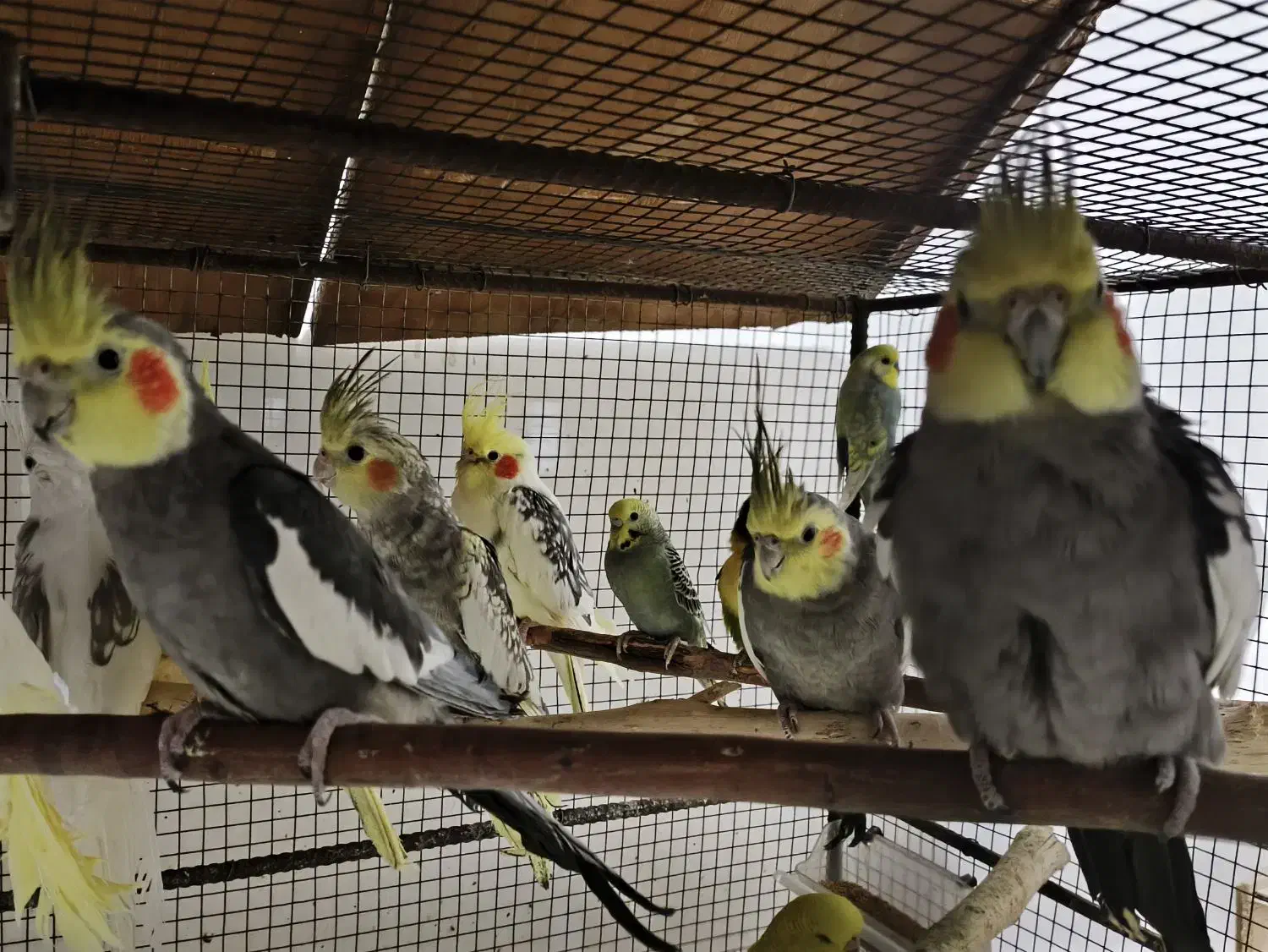 عروس هلندی کفتر قناری کوتوله برزیلی طوطی|پرنده|شیراز, بید زرد|دیوار