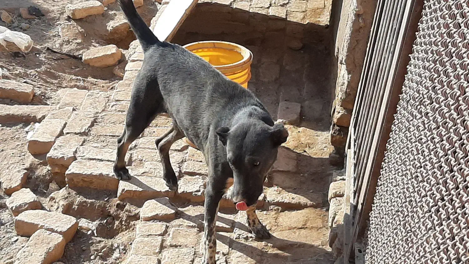 2عدد سگ نرو ماده 6ماه برای نگهبانی و گله|سگ|قم, شاه ابراهیم|دیوار