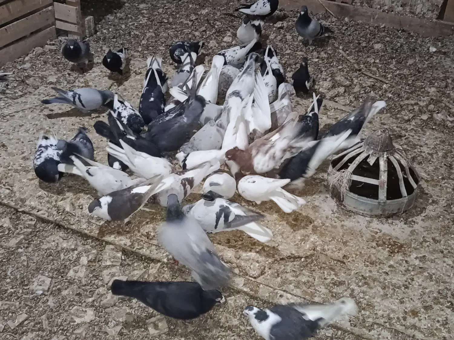 600|پرنده|مشهد, تبادکان|دیوار