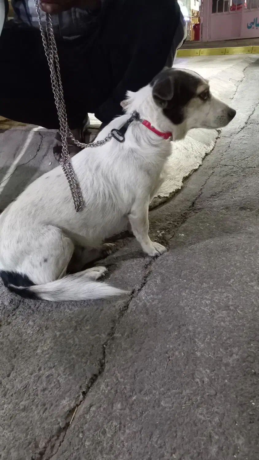 سگ پاکوتاه|سگ|ماهان, |دیوار