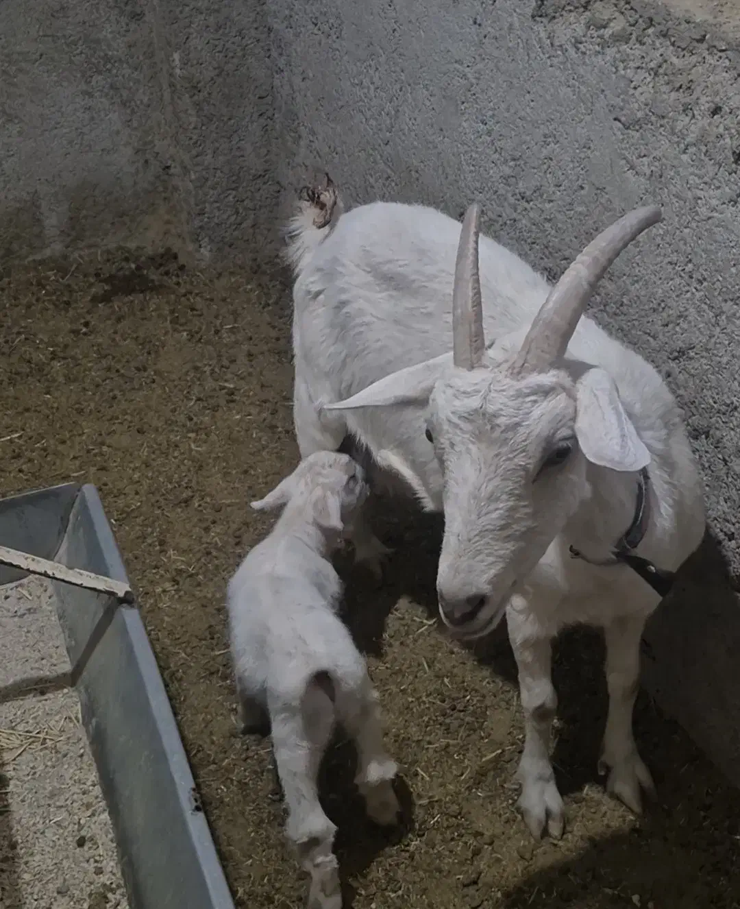 فروش بزن زاییده سانن اصل|حیوانات مزرعه|قائن, |دیوار