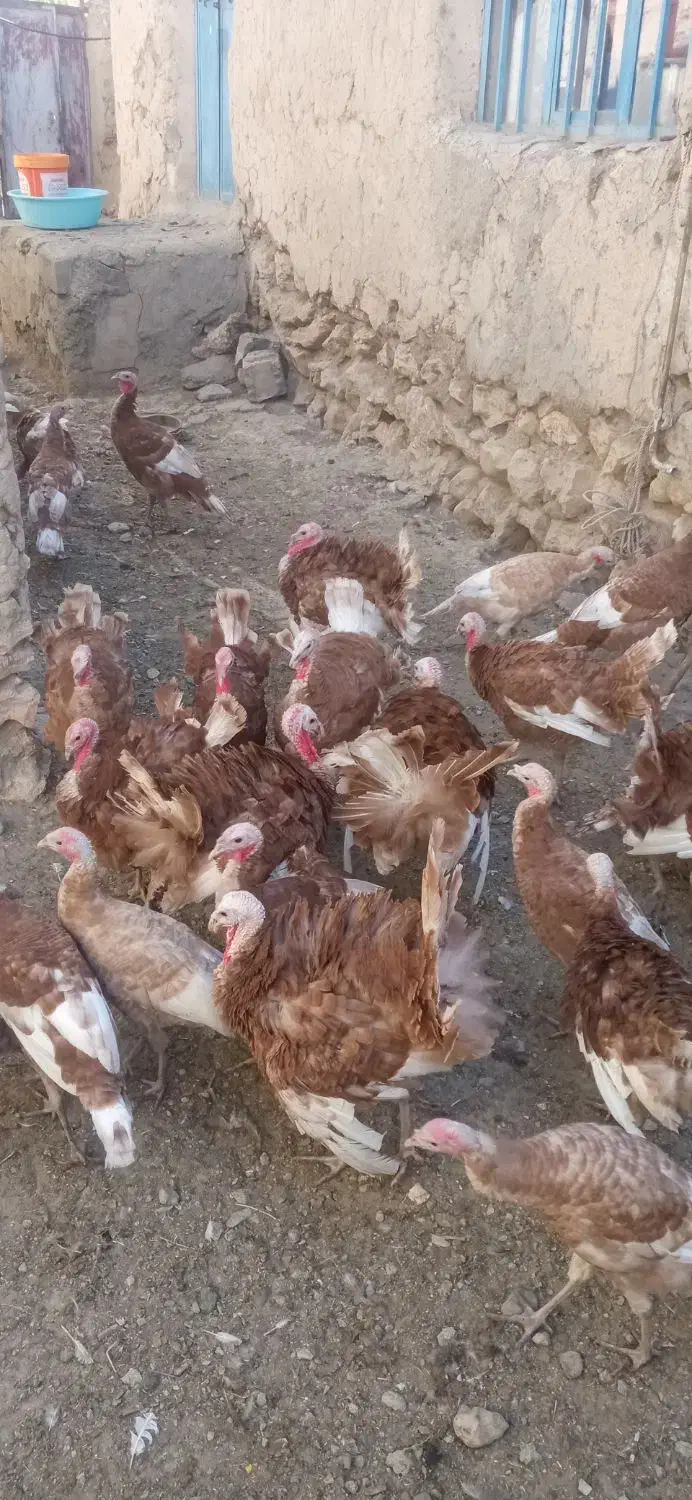 بوقلمون برنزه|حیوانات مزرعه|دیواندره, |دیوار