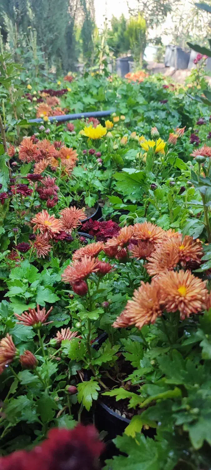 خدمات فضای سبز|خدمات باغبانی و درختکاری|رفسنجان, |دیوار