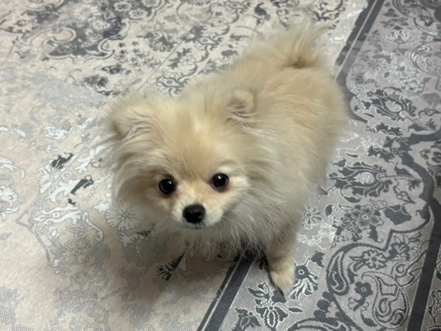 فروش سگ پامر|سگ|یزد, |دیوار