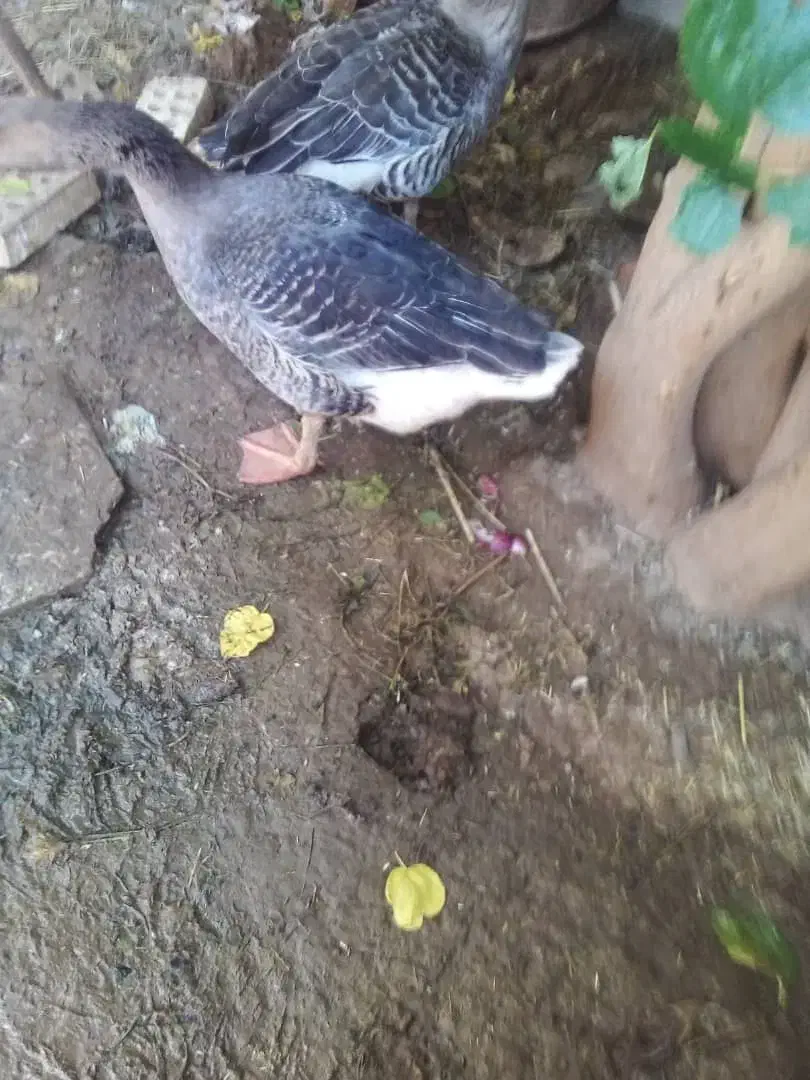 غاز اعبوده|حیوانات مزرعه|حمیدیه, |دیوار