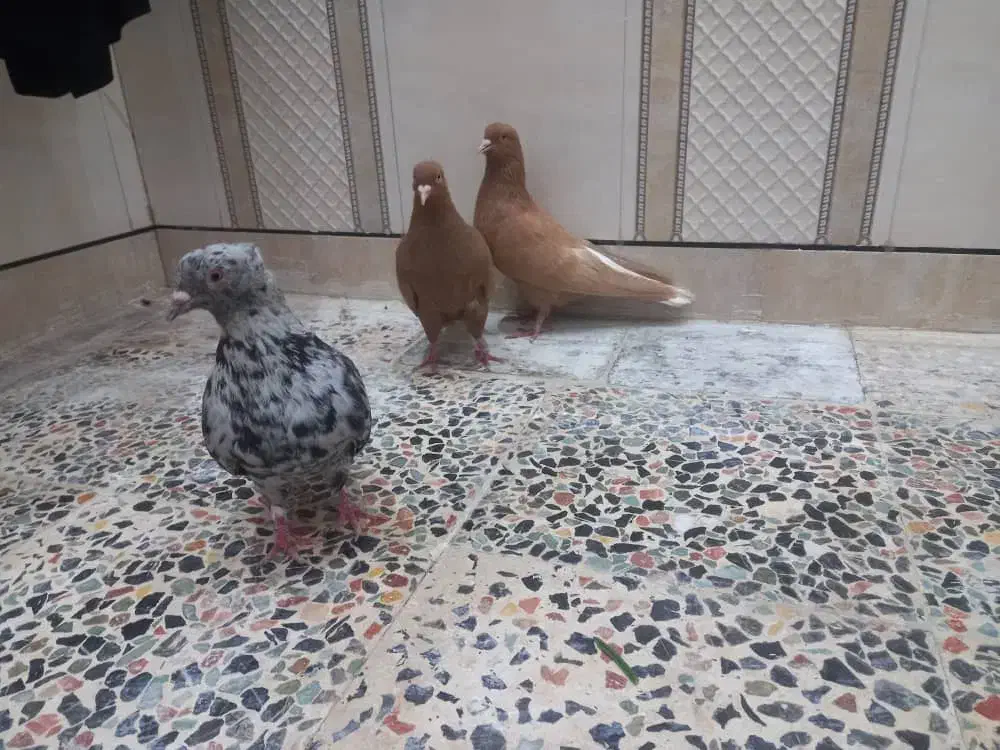 دم‌سفید|پرنده|اهواز, دغاغله|دیوار