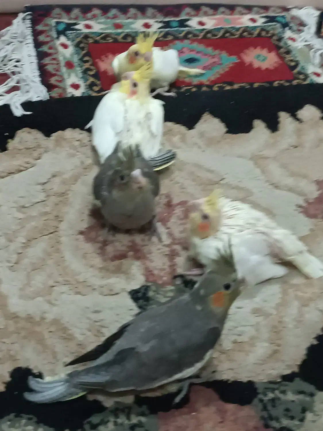 جوجه عروس هلندی|پرنده|تهران, جیحون|دیوار