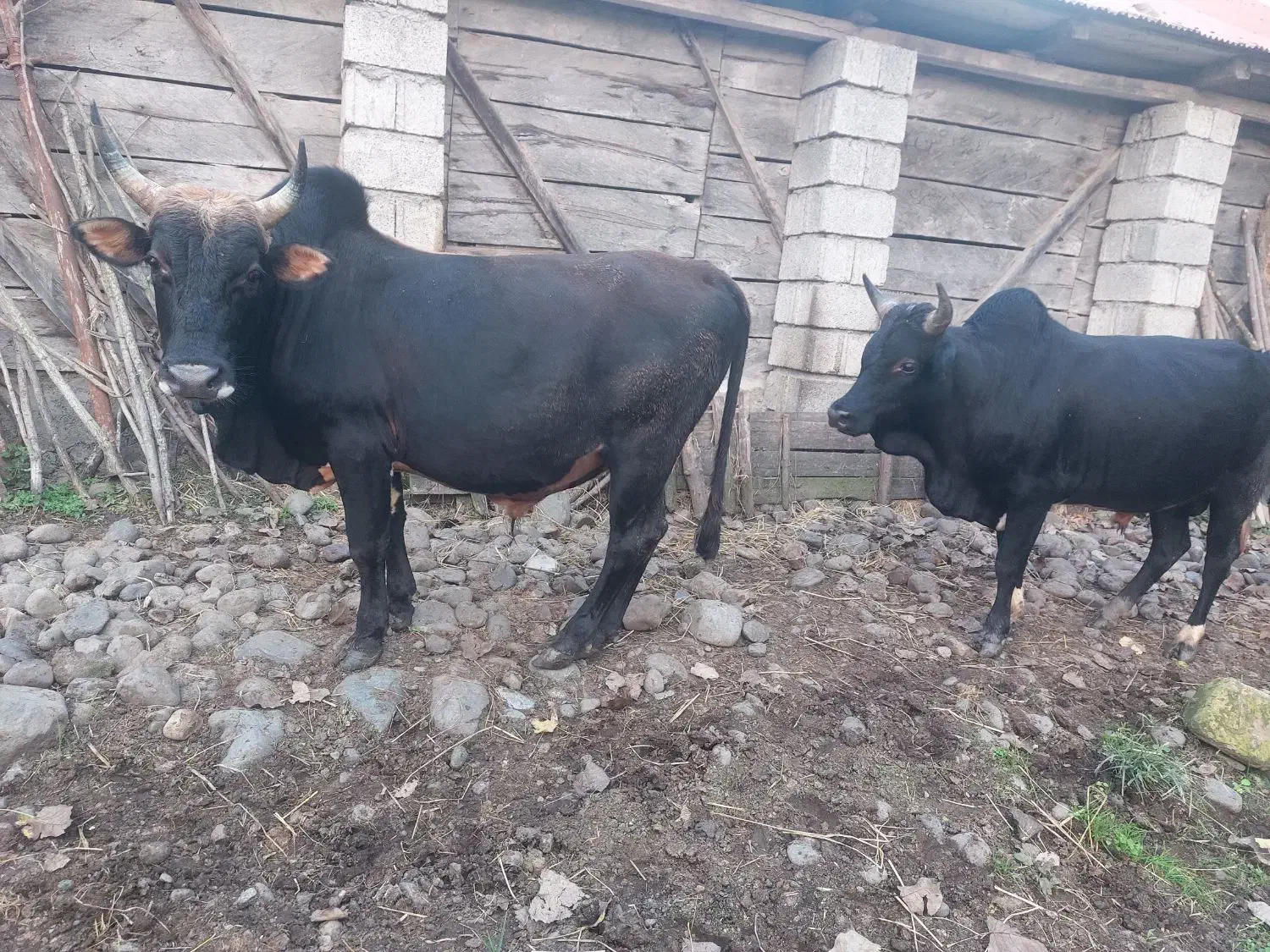 دو عدد گاو نر|حیوانات مزرعه|اطاقور, |دیوار