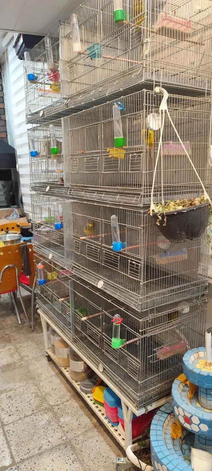 قناری رسمی و قفس|پرنده|پردیس, فاز ۱|دیوار