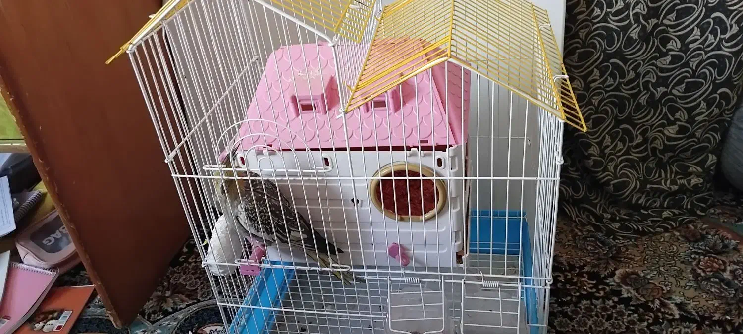 عروس هلندی|پرنده|شیراز, شهرک مفتح|دیوار