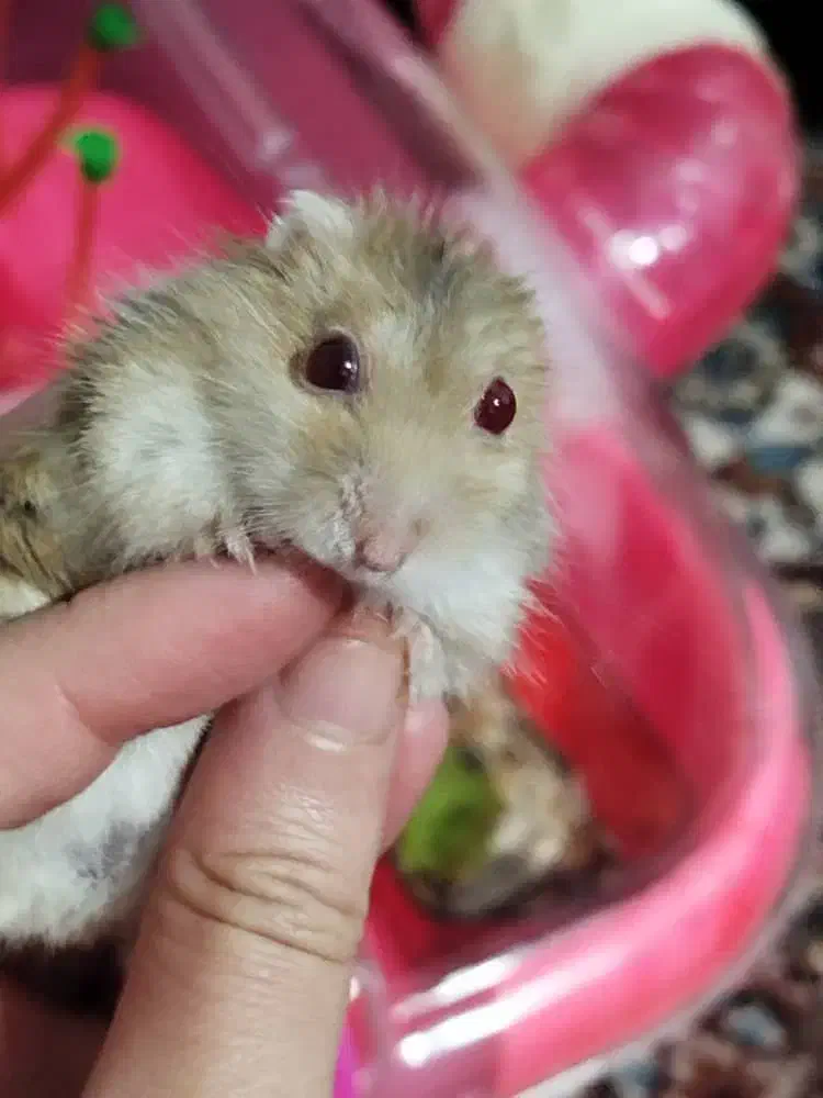 همستر سوری همراه با جزیره|موش و خرگوش|تهران, خاک سفید|دیوار