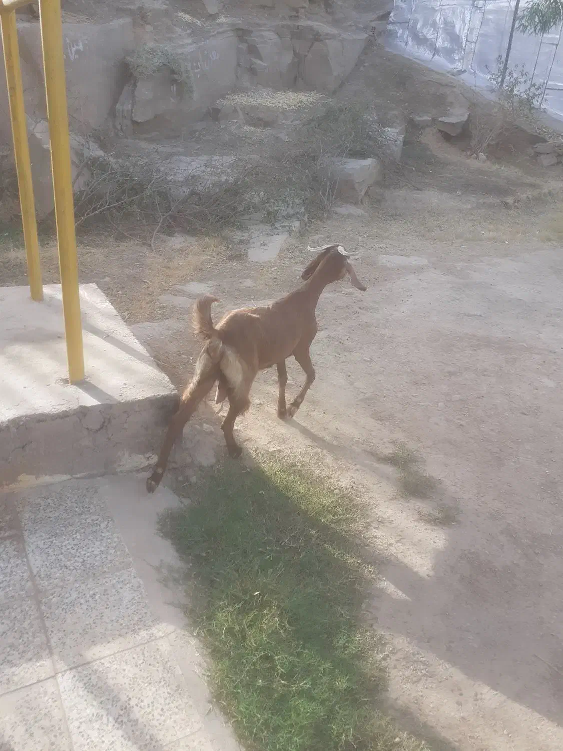 فروش یک راس بزافغانی حامله|حیوانات مزرعه|پاپی, |دیوار