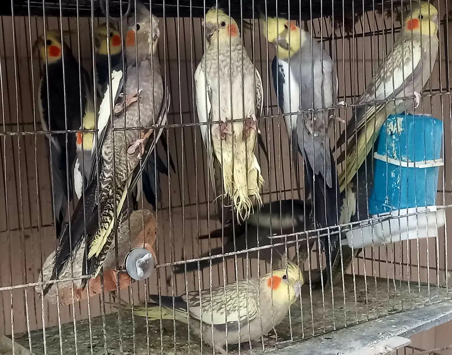 عروس هلندی|پرنده|ارومیه, |دیوار