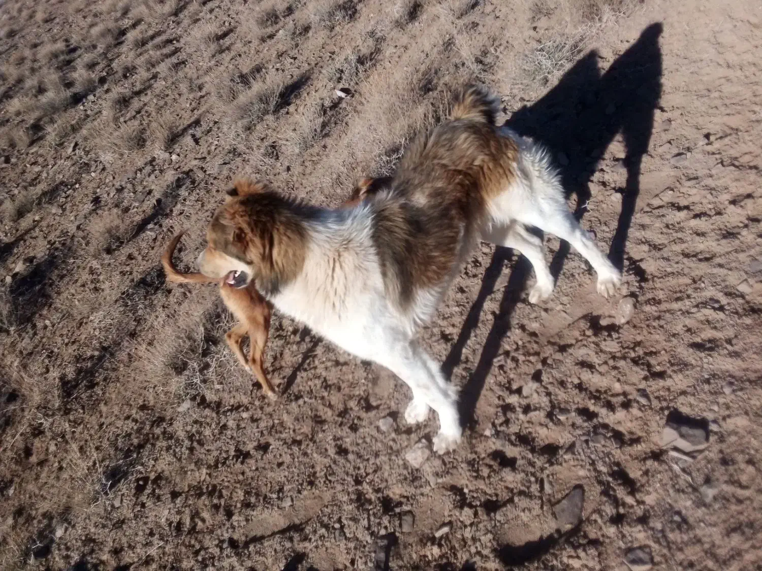 سلام|حیوانات|قهستان, |دیوار