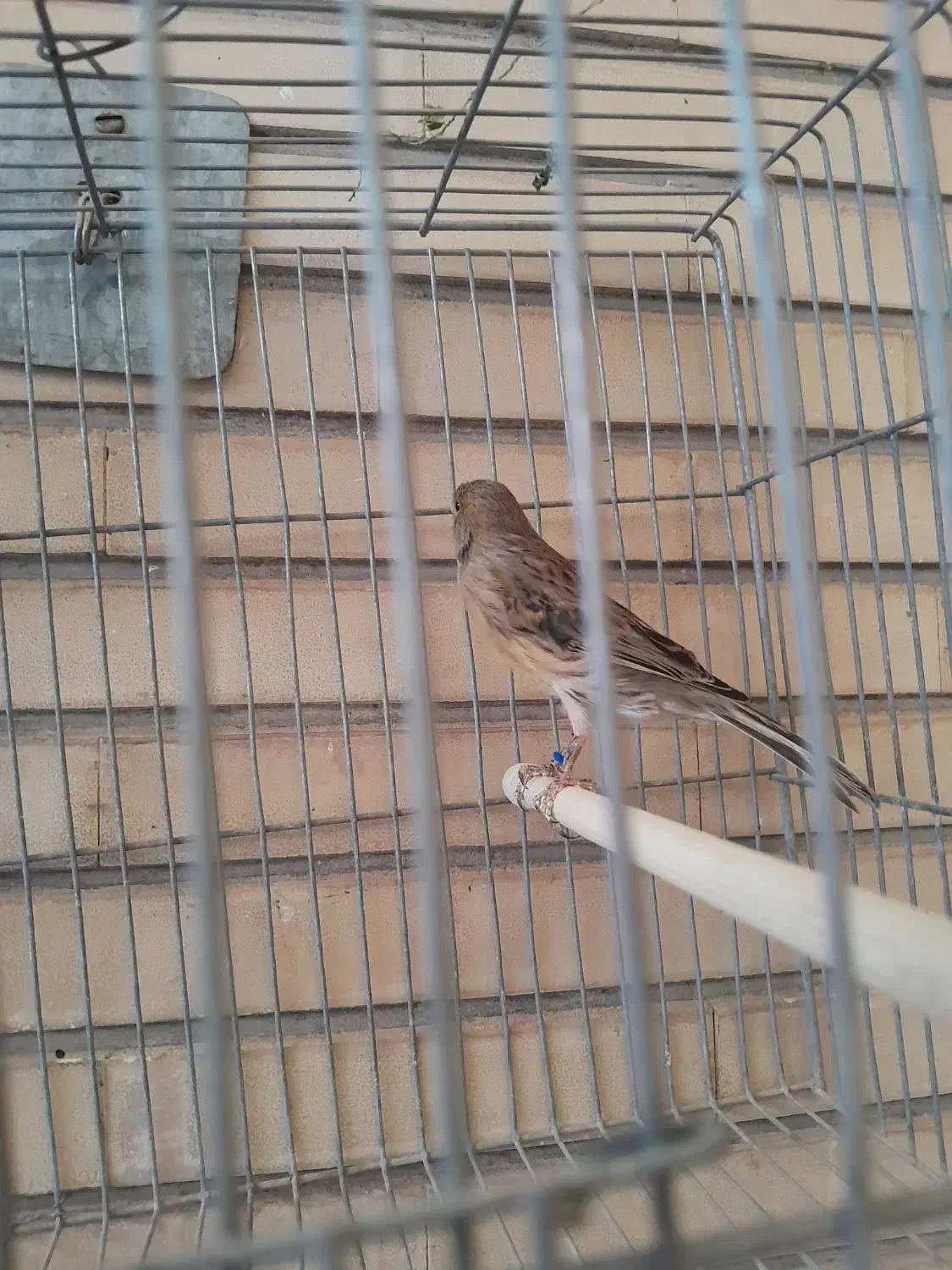 تعدادی قناری ماده سفید و سبز و سرحال|پرنده|اصفهان, احمدآباد|دیوار