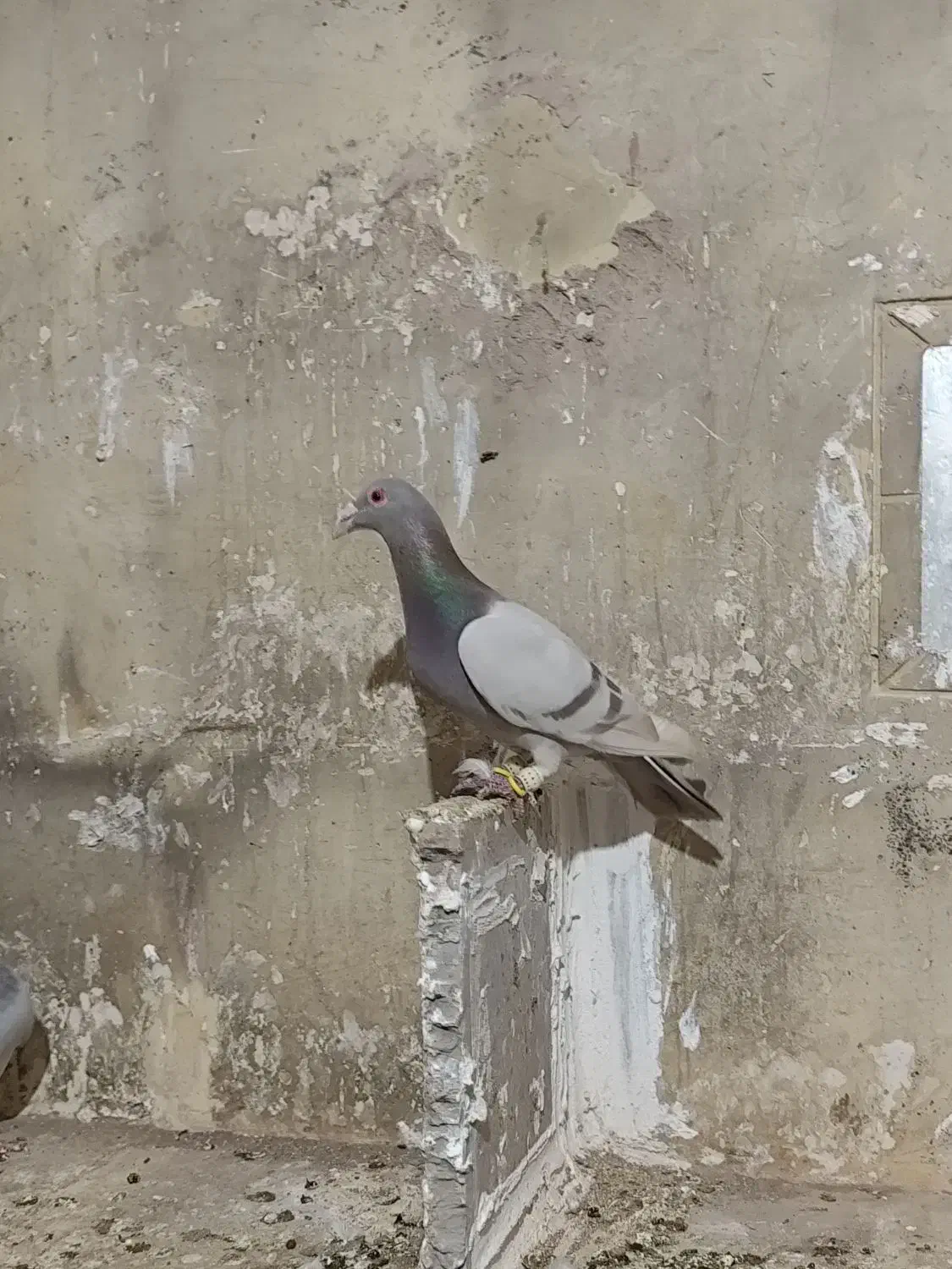 هفرنگ خطی اصیل|پرنده|قزوین, |دیوار