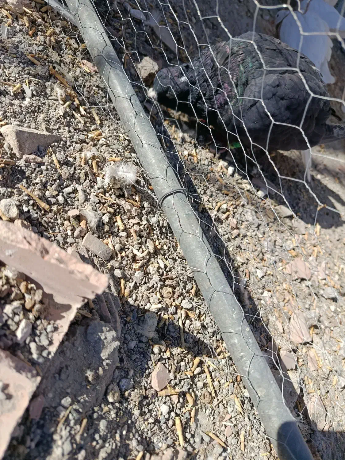 کبوتر دم سفیدزرد کرمانی سرخ|پرنده|نیشابور, مدرس|دیوار