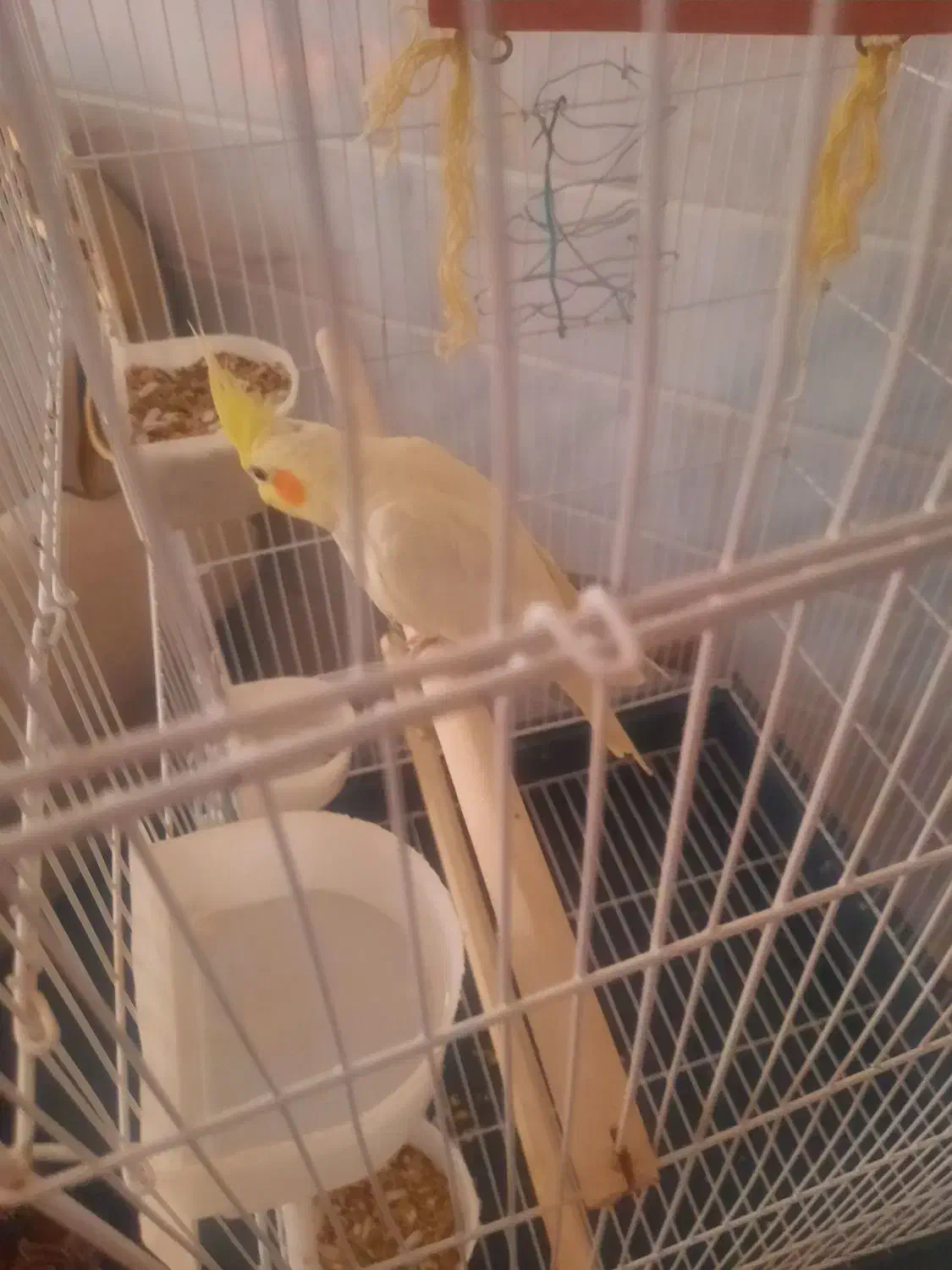 عروس هلندی سخنگو|پرنده|قنوات, |دیوار