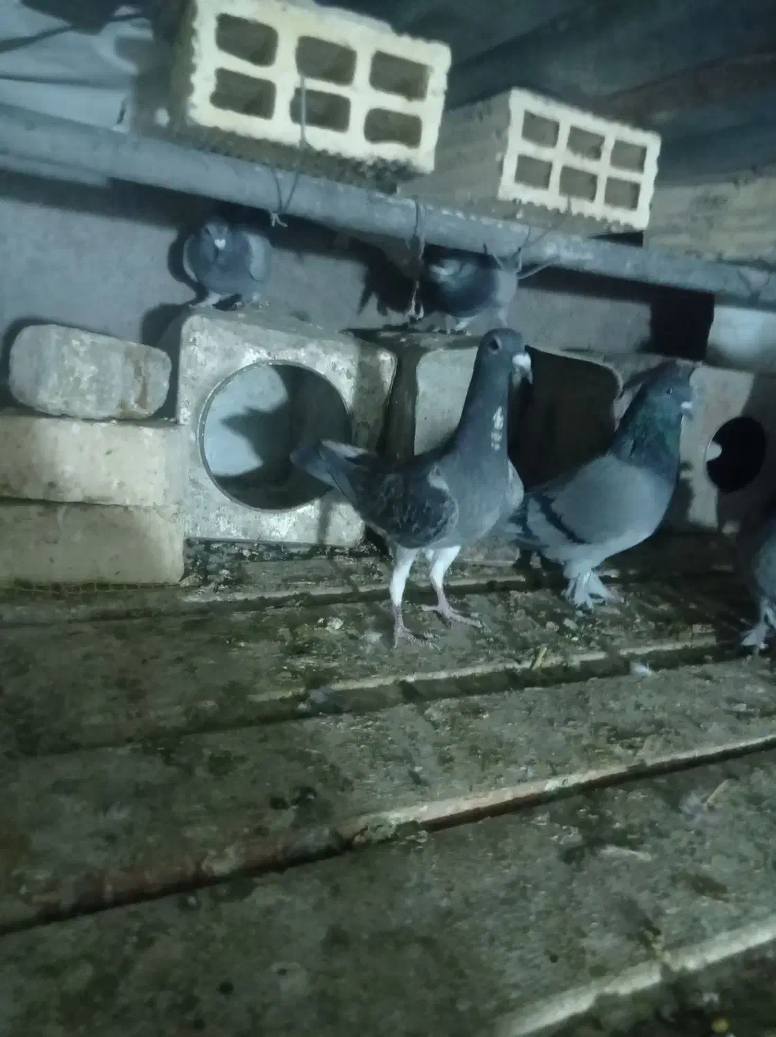 پلاکی ظالم|پرنده|نجفآباد, جعفرآباد|دیوار