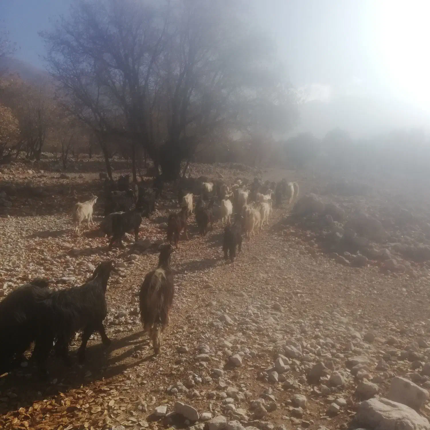 باسلام فروش 80 راس تیشتر بز وکلرجوان|حیوانات مزرعه|کازرون, |دیوار