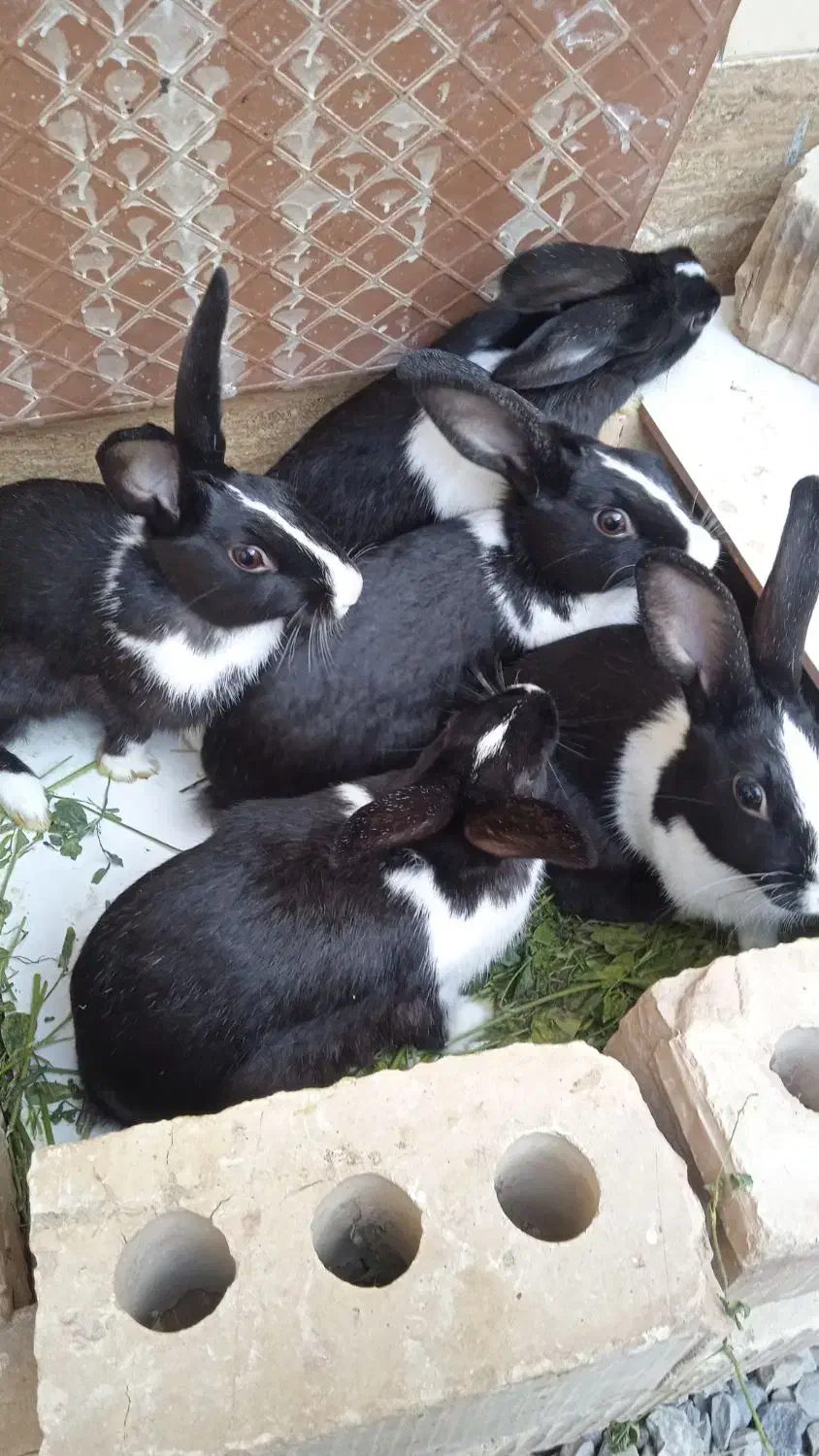 خرگوش|موش و خرگوش|ایرانشهر, |دیوار