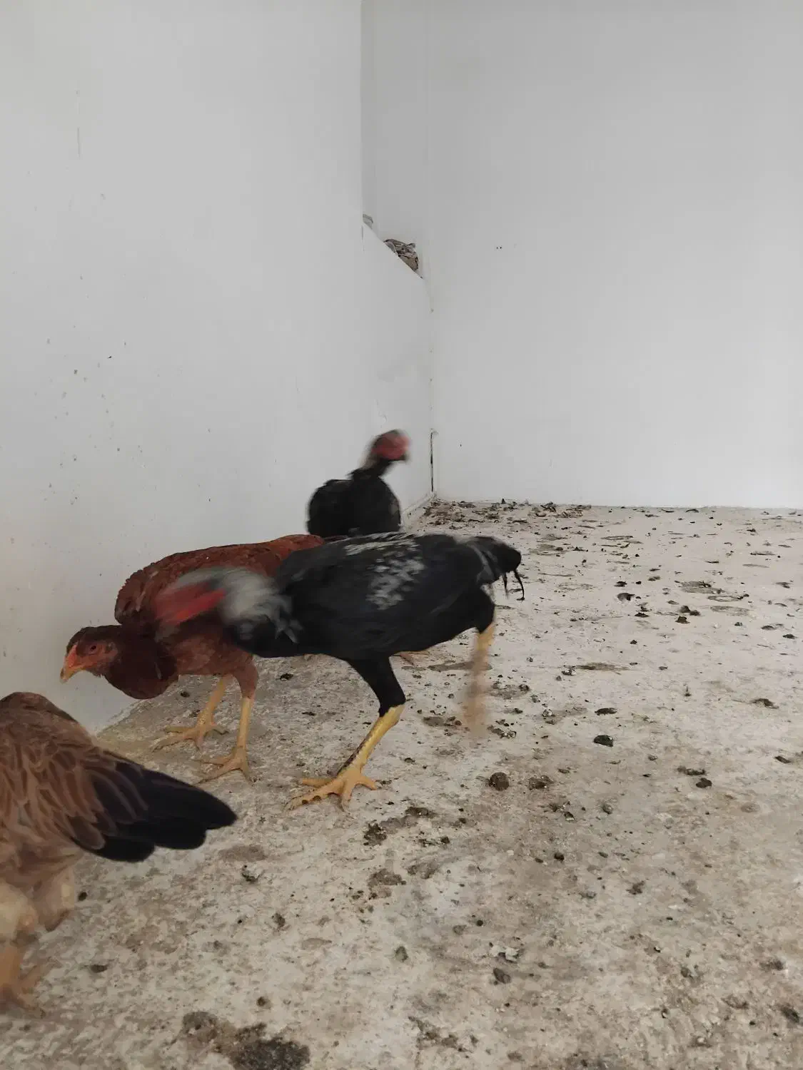 چهارعددلاری بفروش میرسد|حیوانات مزرعه|شبستر, |دیوار