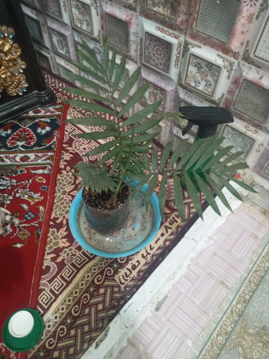 گل شاداب|گل و گیاه طبیعی|اردکان, |دیوار