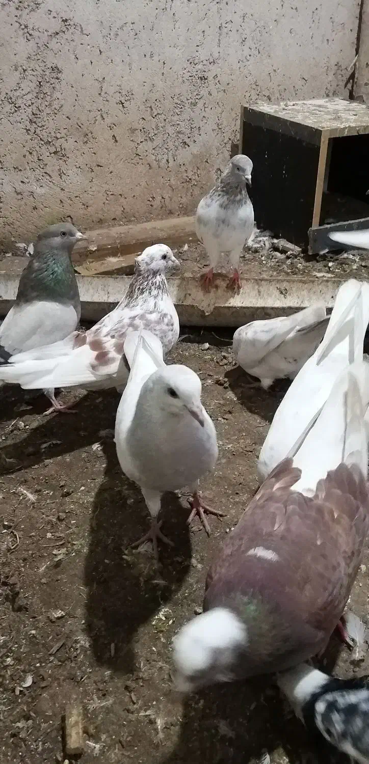 25 تا کبوتر|پرنده|لشت نشا, |دیوار