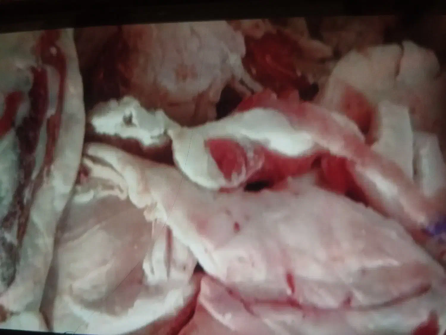 چربی گوسفندی تازه مخصوص کبابی و رستورانها|عمدهفروشی|رشت, فرزانه|دیوار