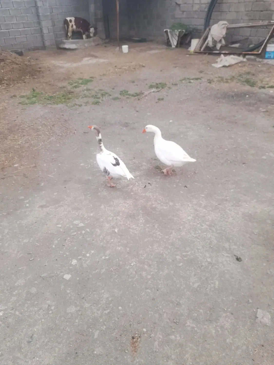 غاز|حیوانات مزرعه|چاه مرید, |دیوار