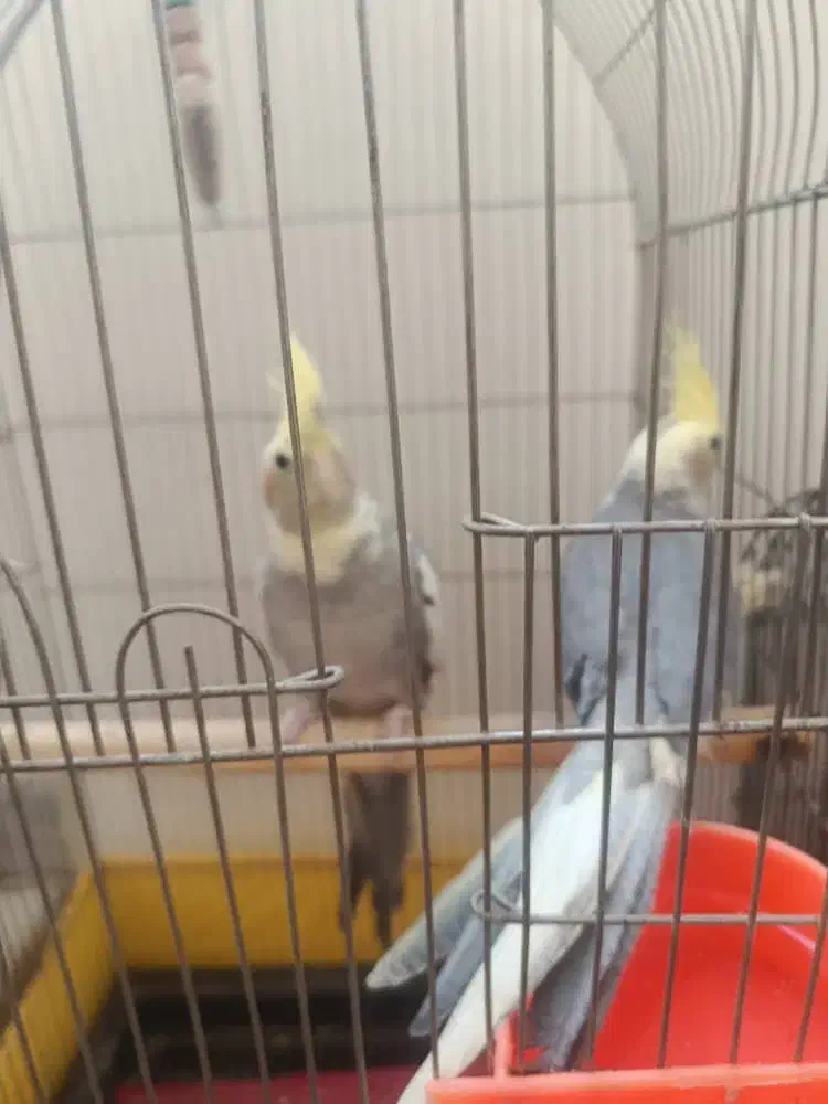 عروس هلندی مولد و بچهاشون(نیمه دستی)|پرنده|ری, شهید غیوری (ابن باویه)|دیوار