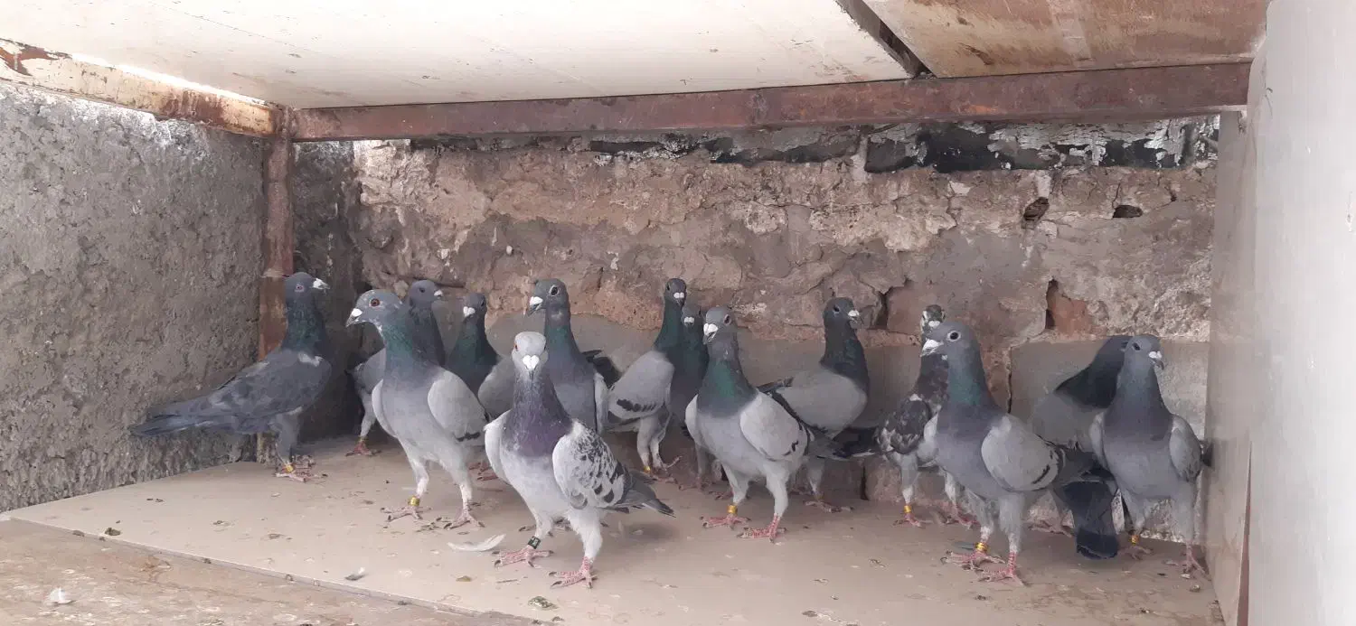 دسته ۱۸ تایی نر|پرنده|بیرجند, |دیوار