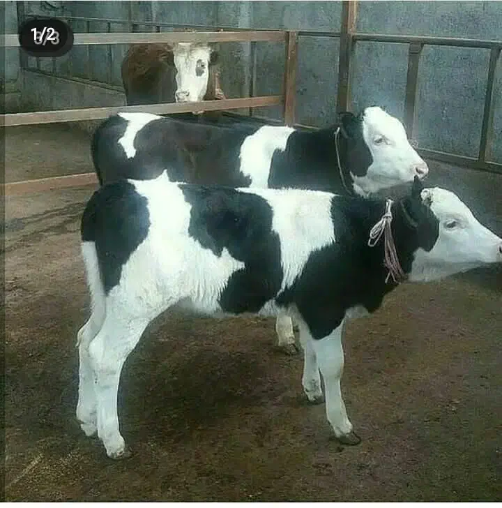 فروش گوساله|حیوانات مزرعه|قزوین, |دیوار