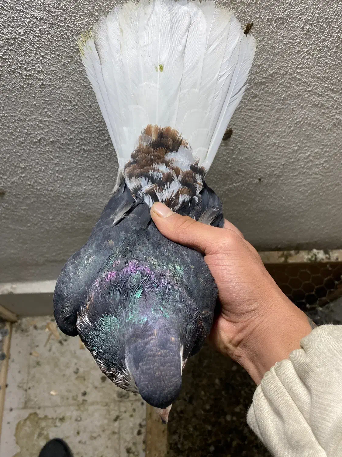 کبوتر خال افشان رنگی|پرنده|گرگان, |دیوار