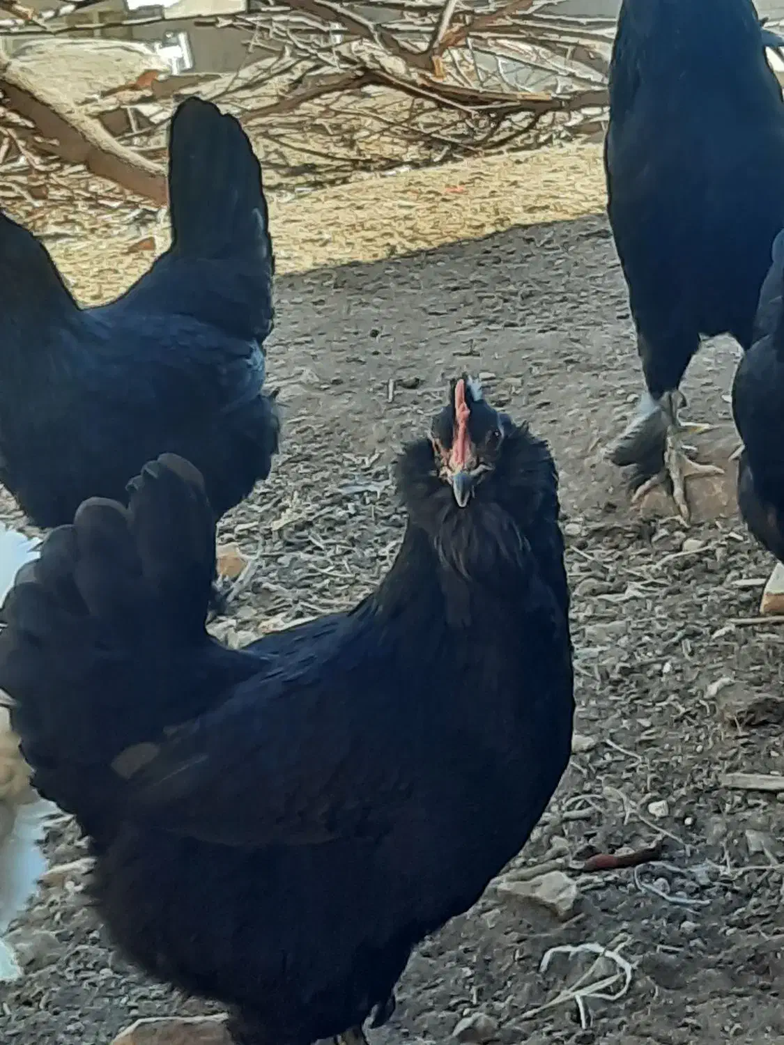 تخم مرغ گلین ومرندی|حیوانات مزرعه|مسجد سلیمان, |دیوار