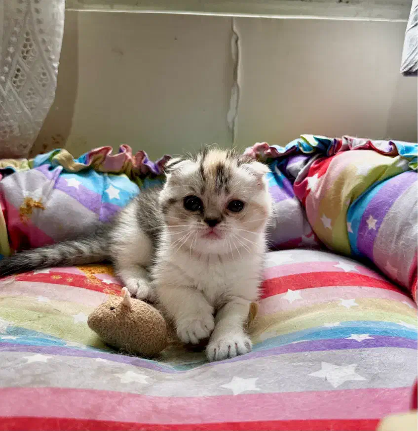 گربه|گربه|تهران, گرگان|دیوار