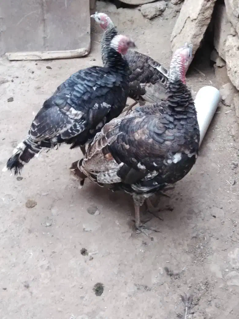 ۴تا بوقلمو محلی|حیوانات مزرعه|ماکو, |دیوار