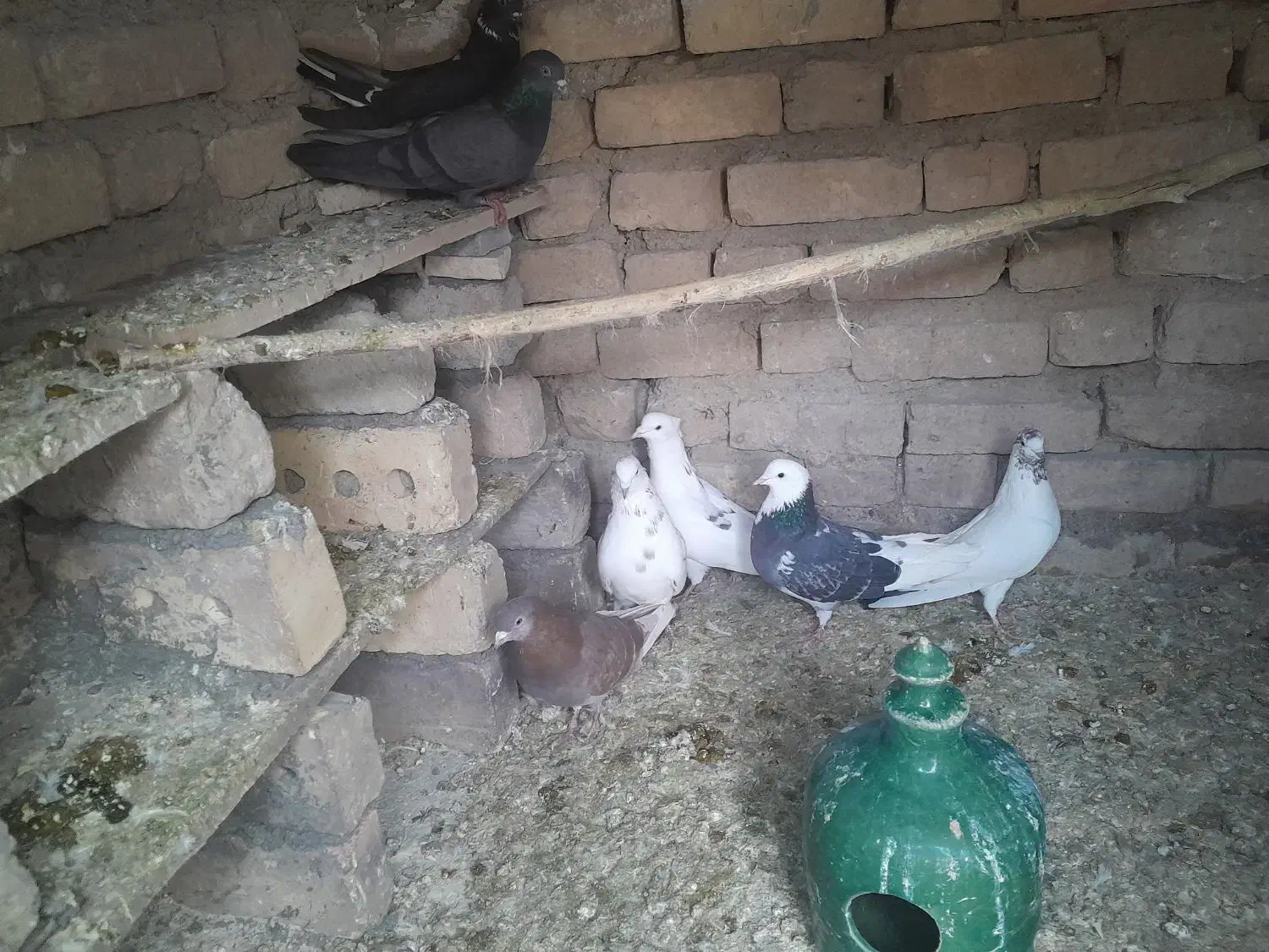 کبوتر|پرنده|زنجان, |دیوار