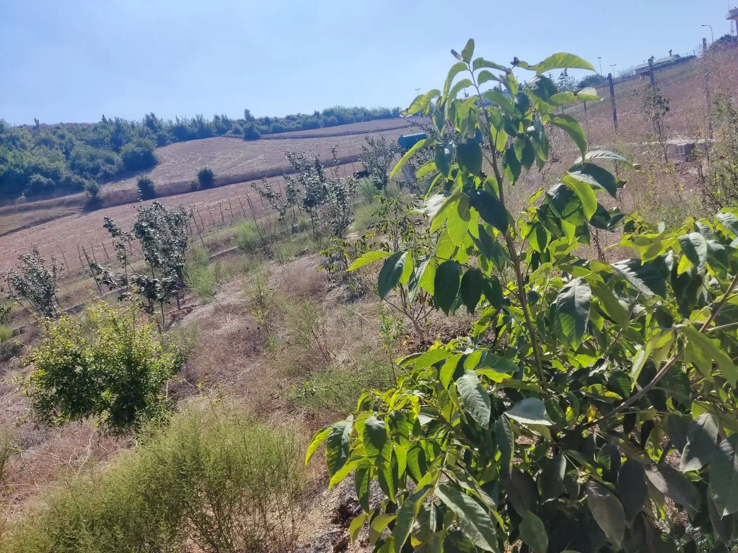 باغ ییلاقی|فروش زمین و ملک کلنگی|فریم, |دیوار