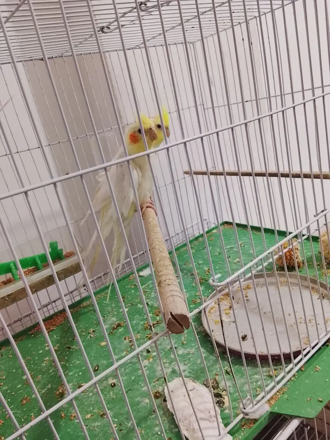 عروس هلندی بالغ وجوجه|پرنده|نیشابور, شهید بهشتی|دیوار