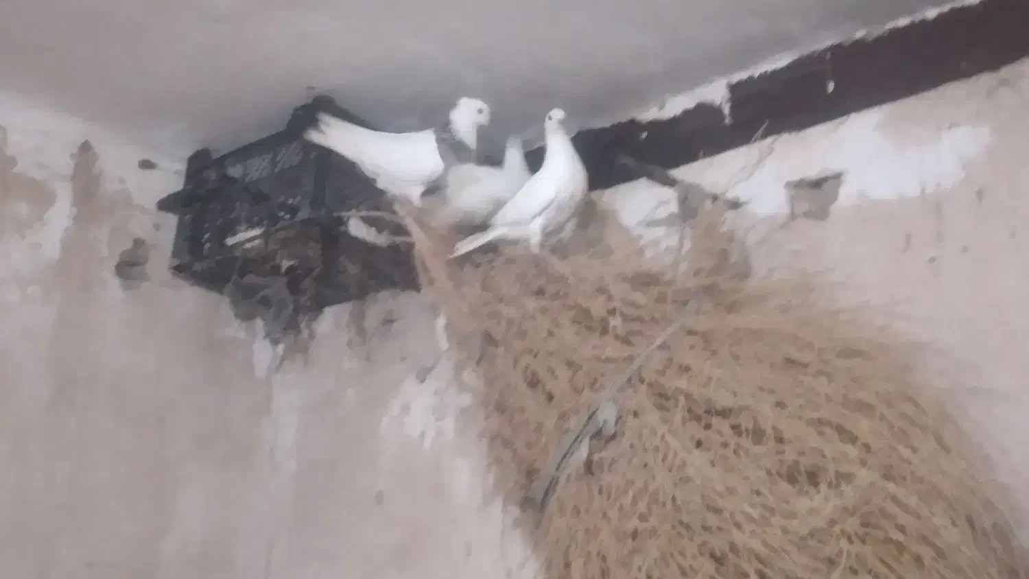 کبوتر طوق|پرنده|جوانرود, |دیوار